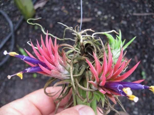 Tillandsia ionantha — Vintage Green Farms with Tom Piergrossi